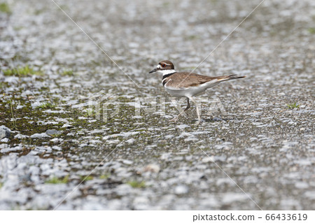 brown Killdeer Bird 66433619