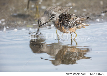 Long billed dowitcher 66433622