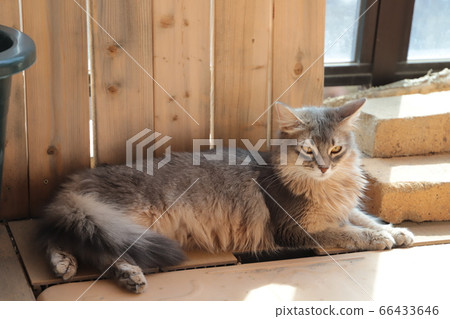 Coco of my home 66433646