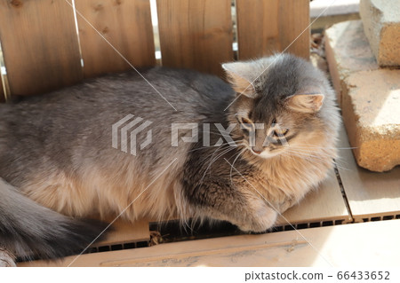 Coco of my home 66433652