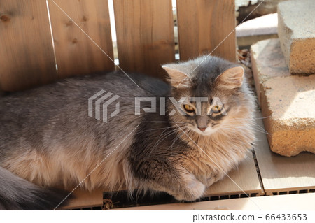 Coco of my home 66433653