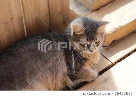 Coco of my home Coco of my home 66433655