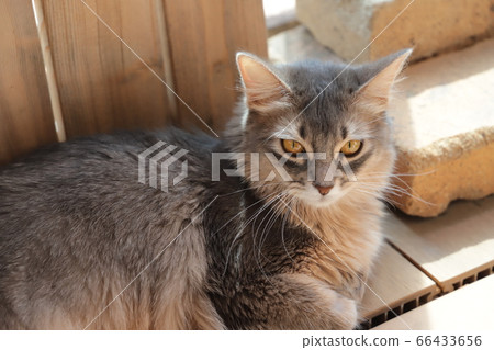 Coco of my home 66433656