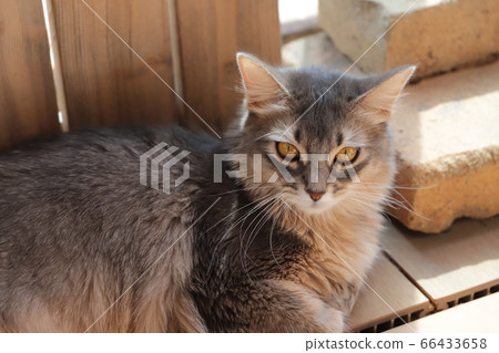 Coco of my home 66433658