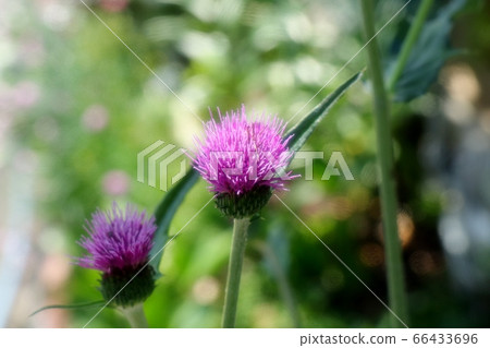    Flowerbed Flowers: Wild Thistle & Swallowtail 66433696