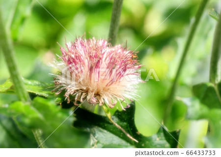 花壇花:野生薊和燕尾 花壇花:野生薊和燕尾 66433733
