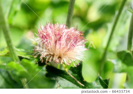 花壇花:野生薊和燕尾 花壇花:野生薊和燕尾 66433734