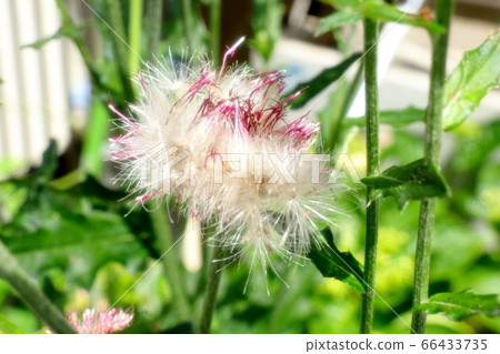 花壇花:野生薊和燕尾 花壇花:野生薊和燕尾 66433735
