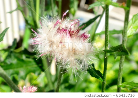    花壇花：野生薊和燕尾 66433736