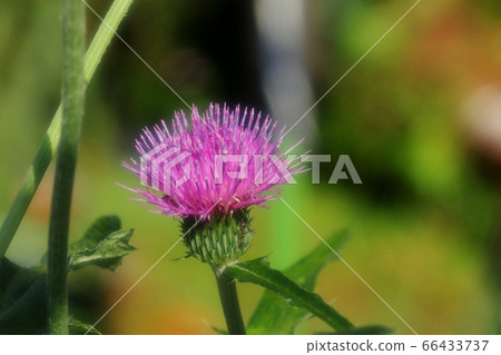 Flowerbed Flowers: Wild Thistle & Swallowtail Flowerbed Flowers: Wild Thistle & Swallowtail 66433737