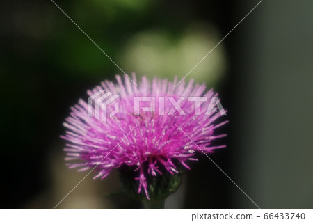 花壇花:野生薊和燕尾 花壇花:野生薊和燕尾 66433740