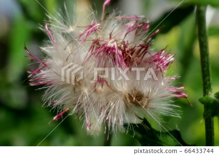 花壇花:野生薊和燕尾 花壇花:野生薊和燕尾 66433744