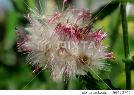    花壇花：野生薊和燕尾 66433745