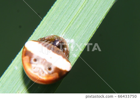 White obit Torino Fundamesi (female) 66433750