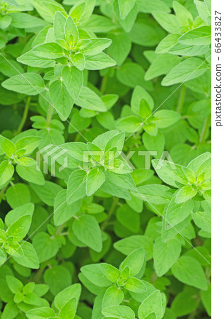 新鮮的草本牛至 66433827