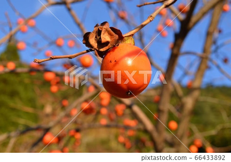 Fruitful autumn Fruitful autumn 66433892