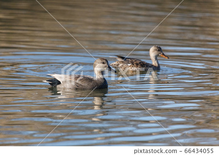 Gadwall Duck pair 66434055