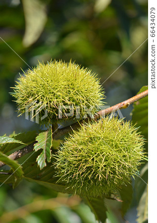 秋天的味道 66434079