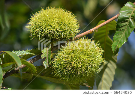 秋天的味道 66434080