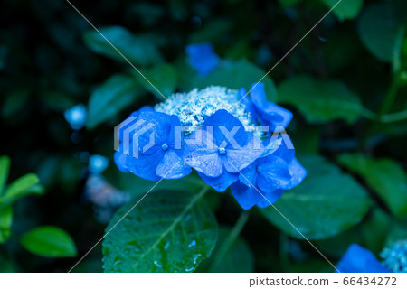 雨和繡球的雨季花合作 66434272