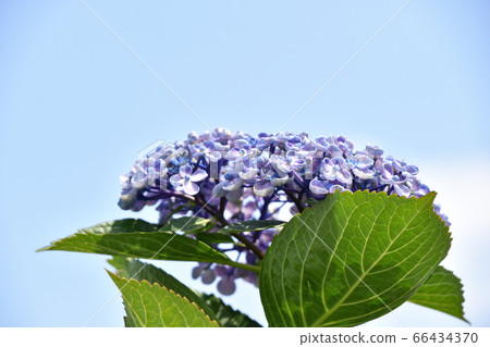 Uzuyasai(渦旋繡球花) Uzuyasai(渦旋繡球花) 66434370