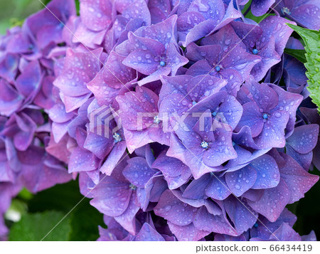 Hydrangea flowers after the rain 66434419