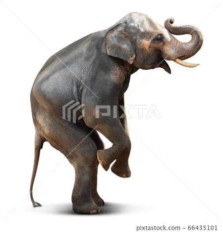 Asian elephant isolated 66435101