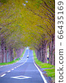 Metasequoia Namiki 66435169