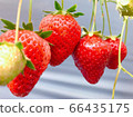 Strawberry  66435175