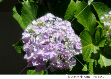 雨季花：雨後花園裡的繡球花 66435200