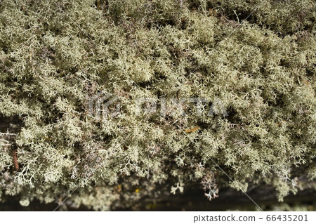 Moss on tree brunch on a summer day close up view 66435201