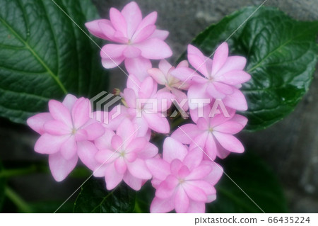 Rainy season flowers: garden hydrangea after the rain Rainy season flowers: garden hydrangea after the rain 66435224