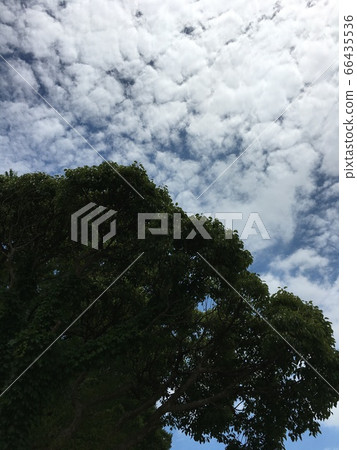 Summer sky, scales and clouds Summer sky, scales and clouds 66435536