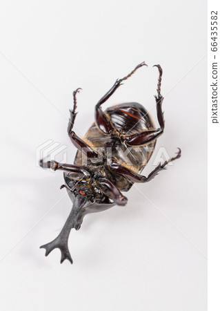 [Male beetle] 66435582