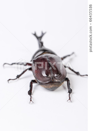 [Male beetle] 66435586