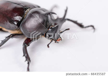 [甲蟲] 66435587