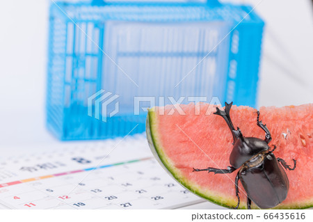 [Male beetle] 66435616