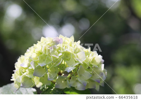 繡球2625 繡球2625 66435618