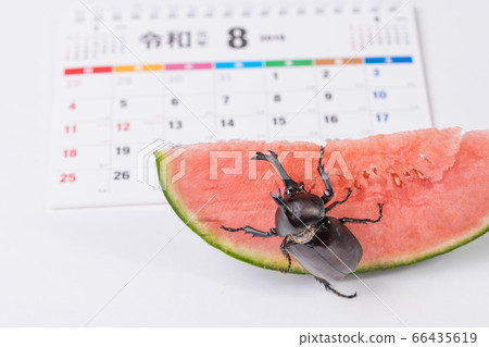 [Male beetle] 66435619