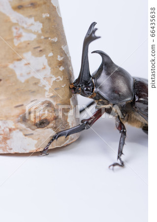 [Male beetle] 66435638