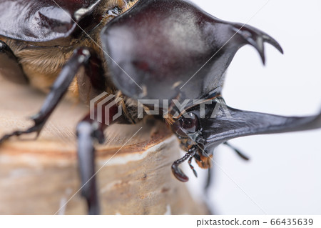 [Male beetle] 66435639
