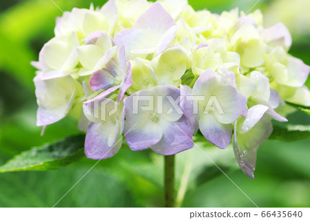 Hydrangea 2610 Hydrangea 2610 66435640