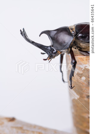 [Male beetle] 66435641
