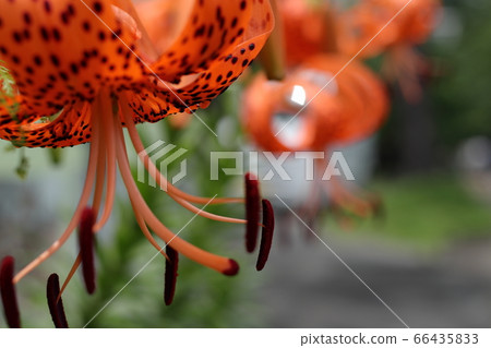 Oni lily Oni lily 66435833