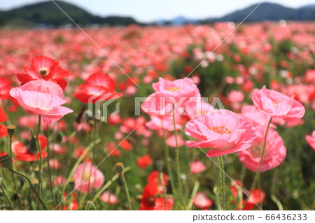 Poppy 2439 Poppy 2439 66436233