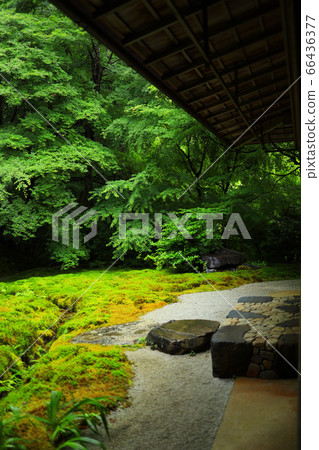 京都市左京區Rurikoin的風景，新鮮的綠化/日本花園[6月] 66436377