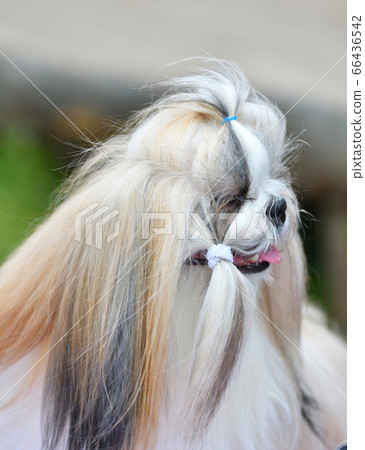 Dog breed Yorkshire Terrier on a walk 66436542