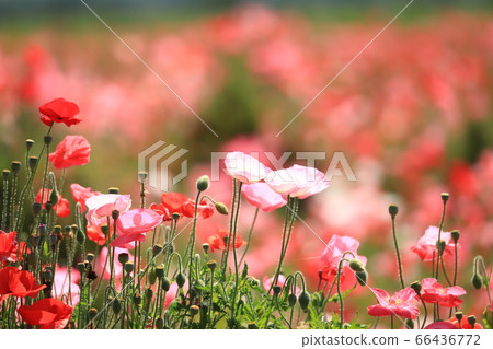 罌粟2152 66436772