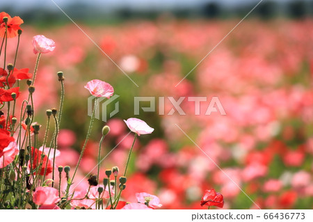 Poppy 2150 Poppy 2150 66436773