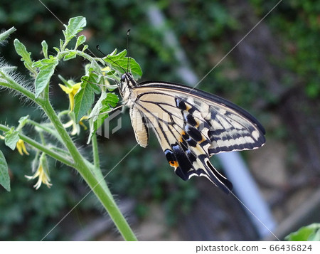 From the side, females of the swallowtail butterfly perching on cherry tomato seedlings 66436824